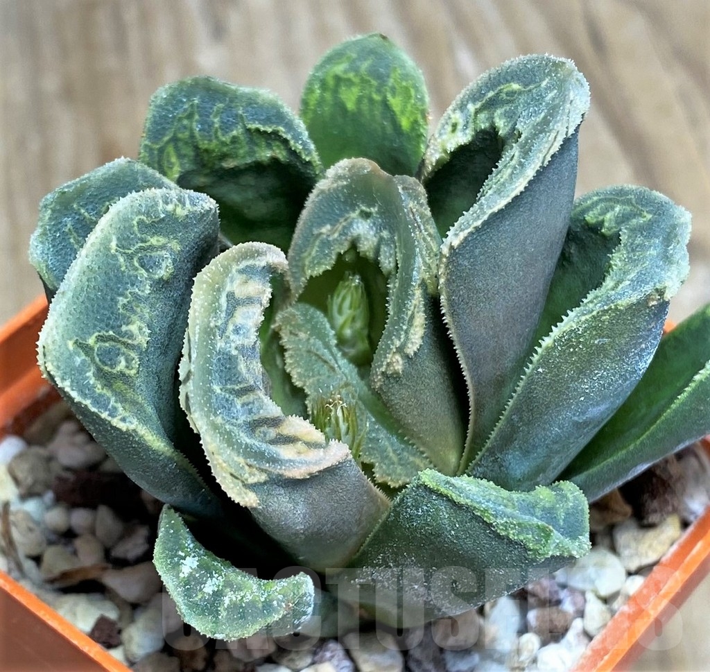 SHPR23313 Haworthia magnifica x truncata