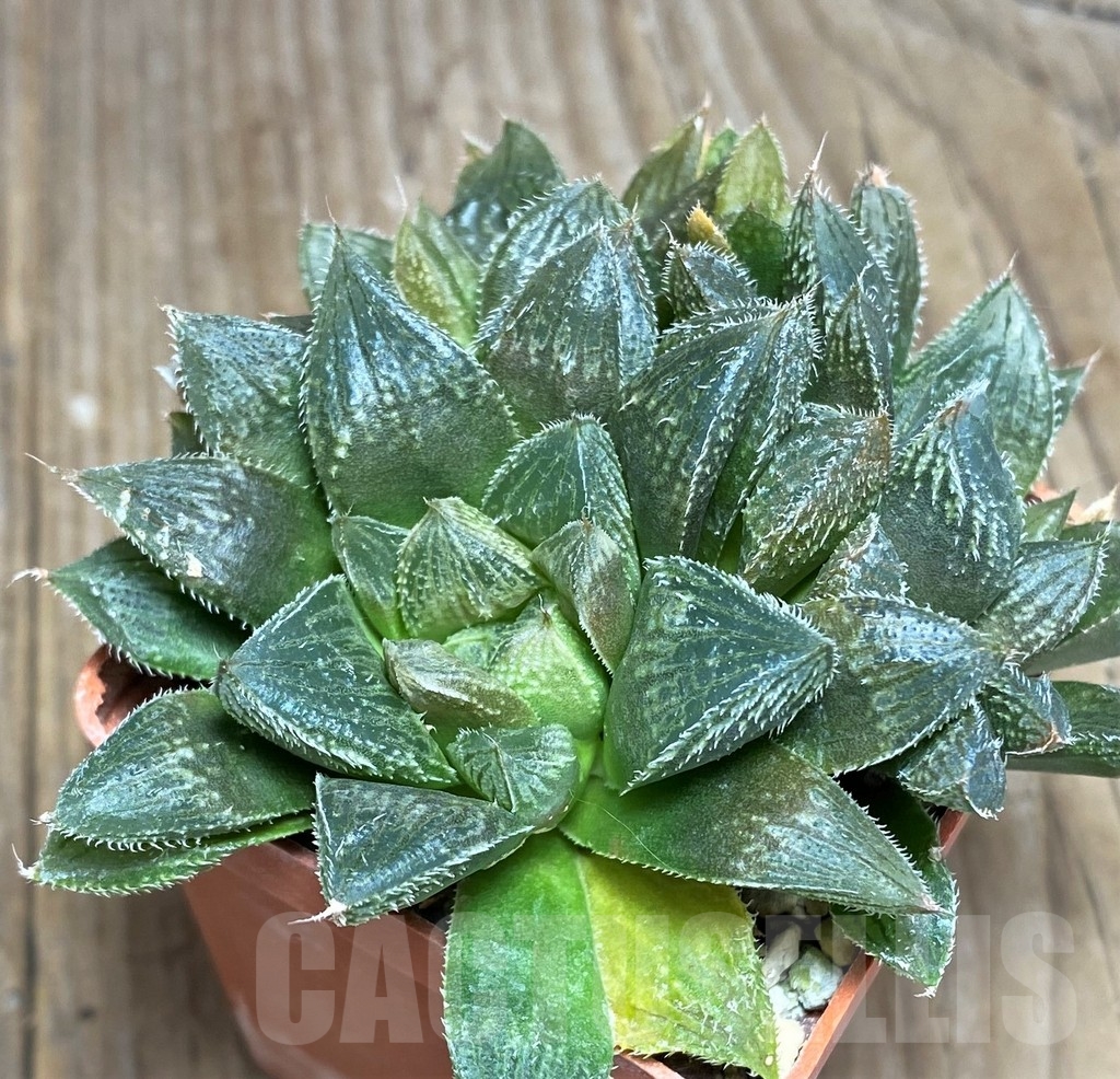 SHPR23314 Haworthia cooperi v. venusta hybrid - 画像 (2)