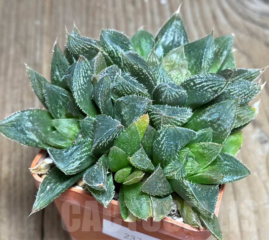 SHPR23314 Haworthia cooperi v. venusta hybrid