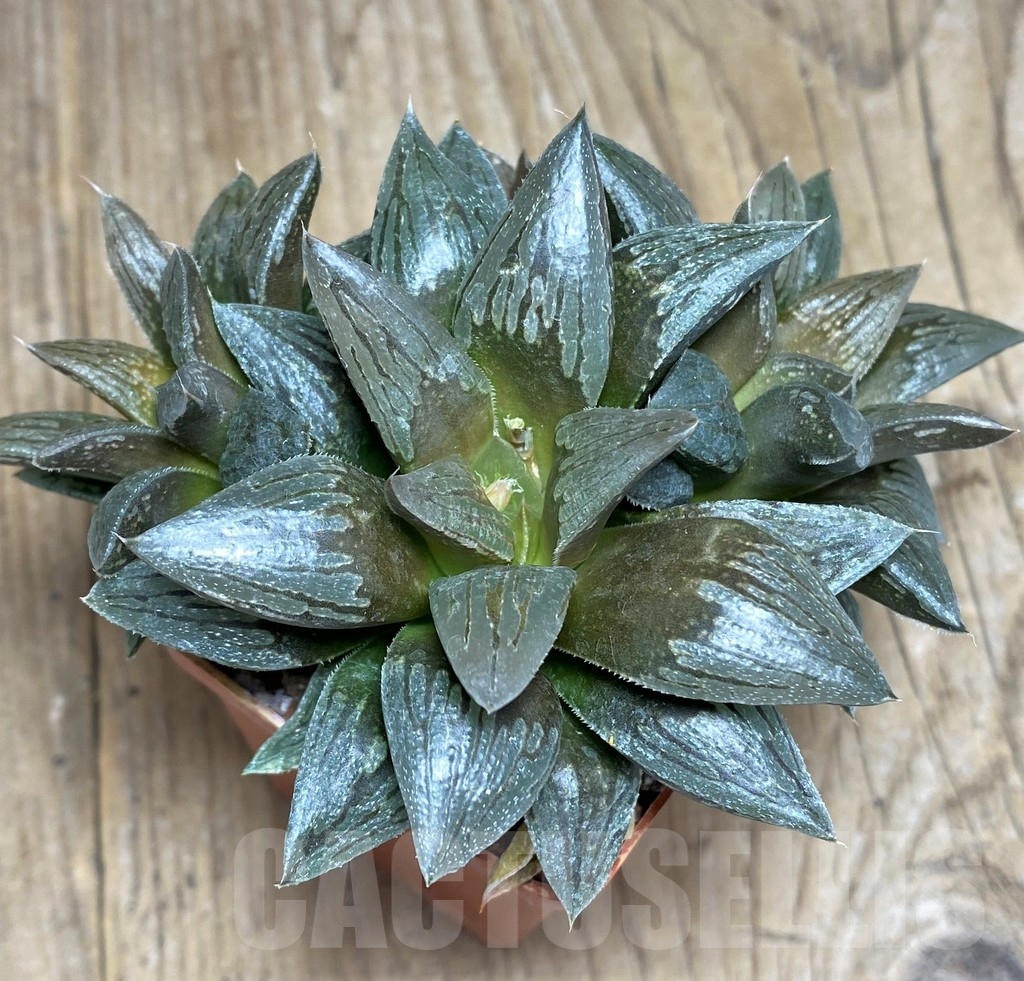 SHPR23315 Haworthia 'Black Major'