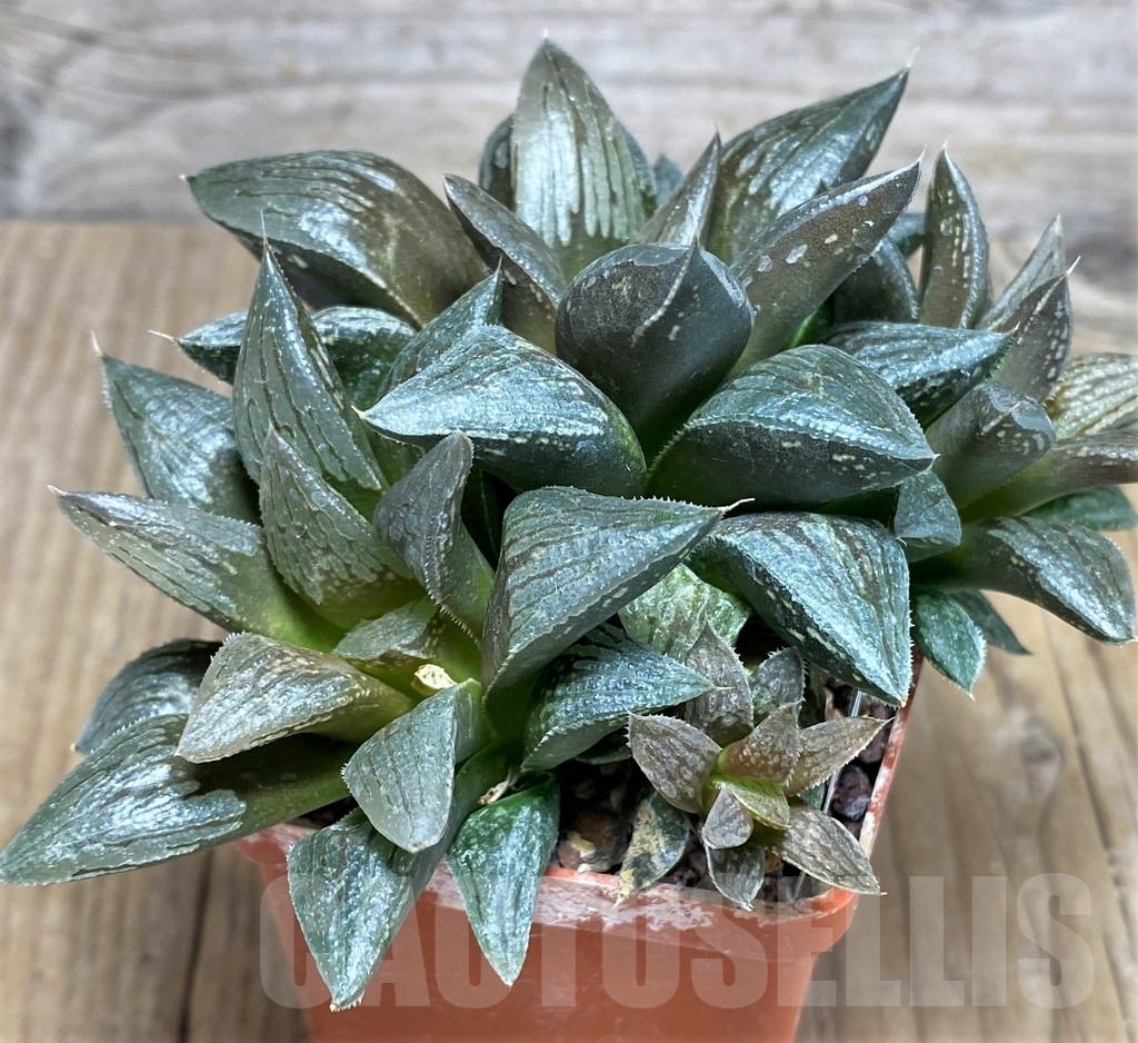 SHPR23315 Haworthia 'Black Major' - 画像 (2)