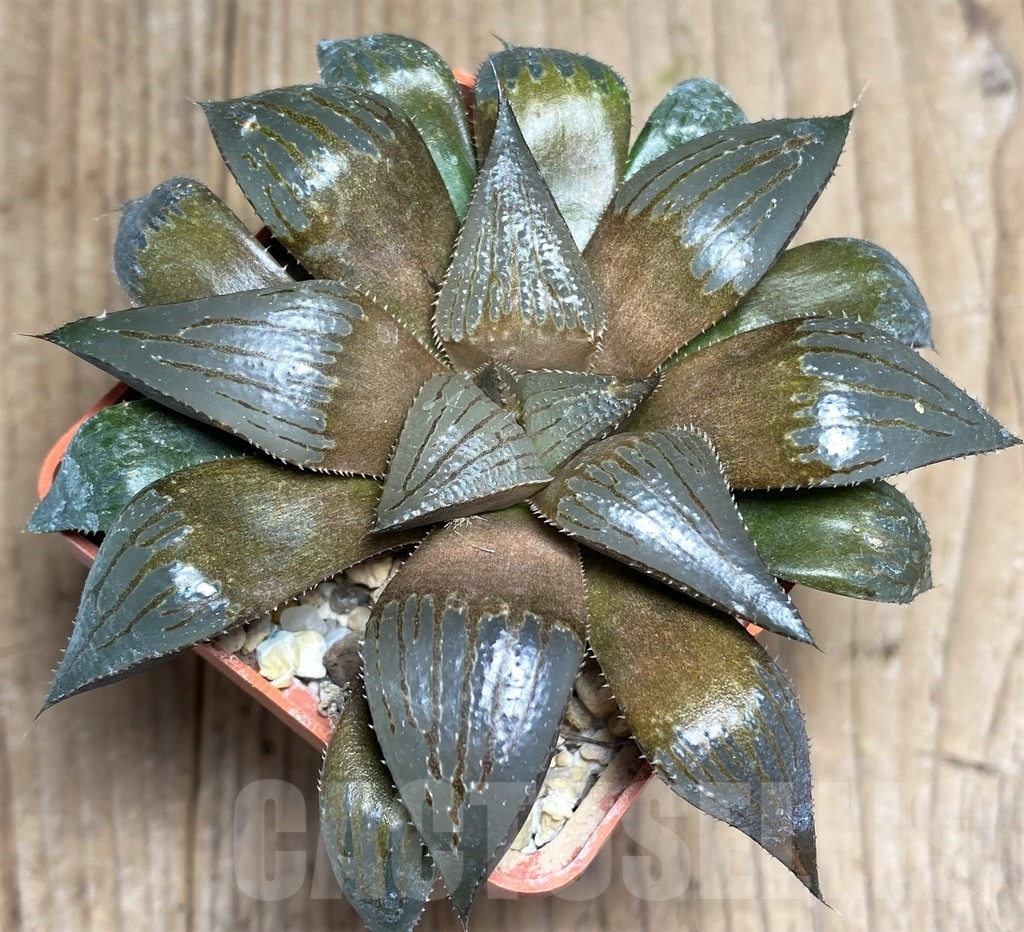 SHPR23317 Haworthia maraisii hybrid - Image 2