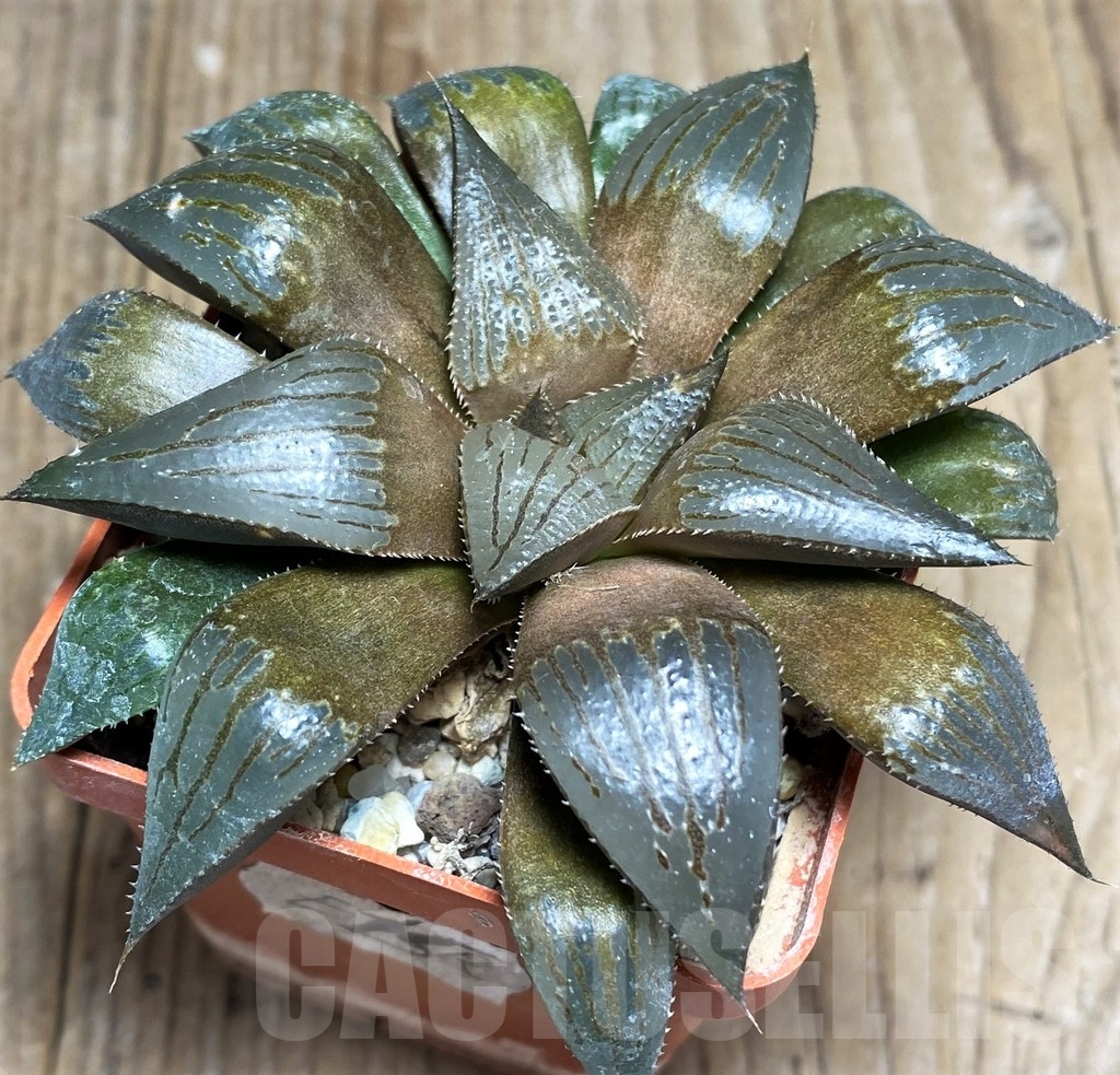 SHPR23317 Haworthia maraisii hybrid