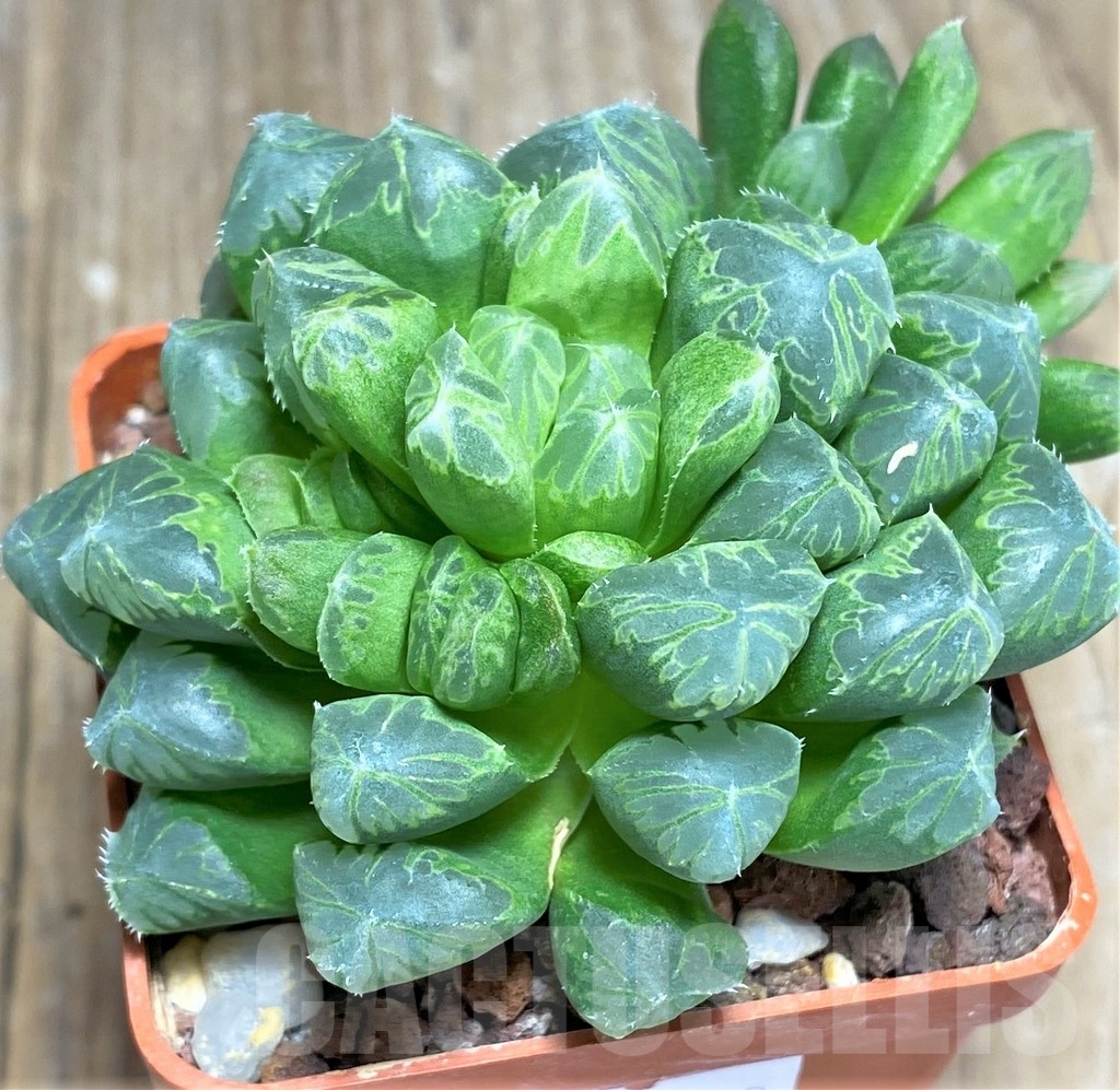 SHPR23322 Haworthia 'Thicky'