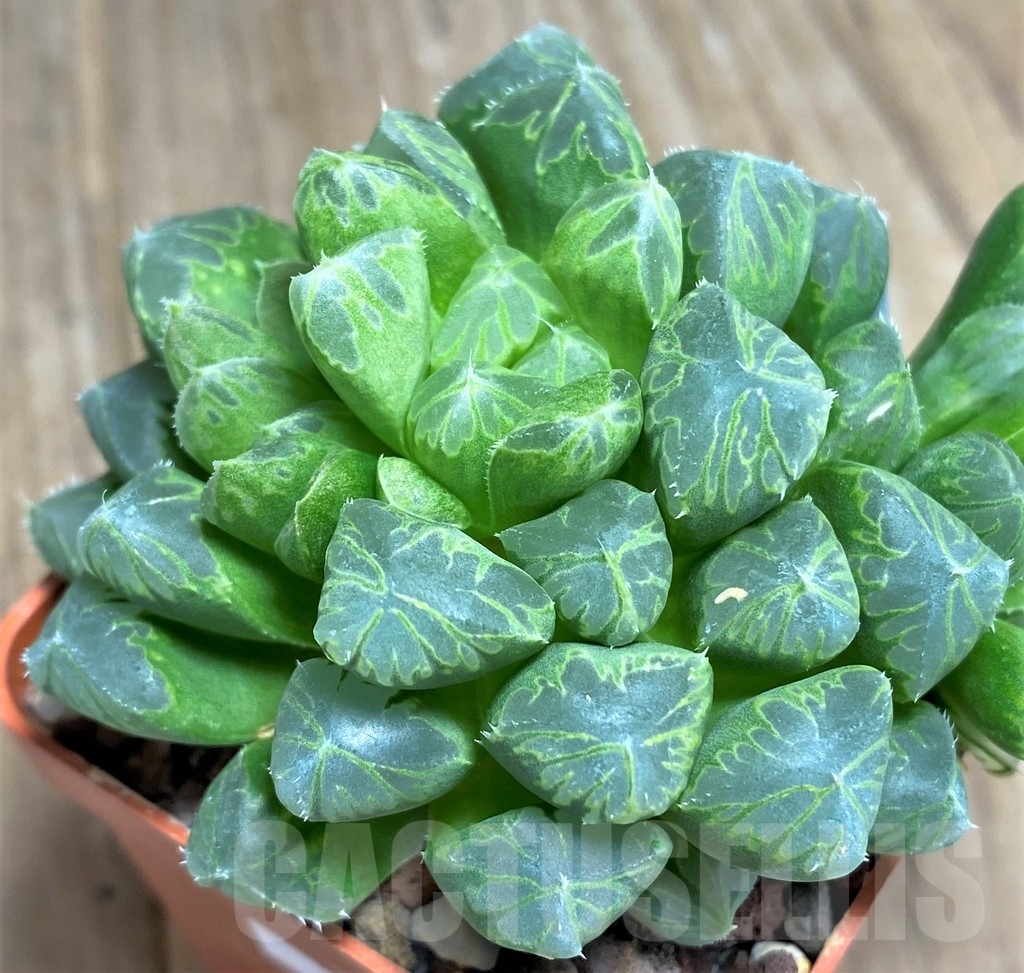 SHPR23322 Haworthia 'Thicky' - Image 2