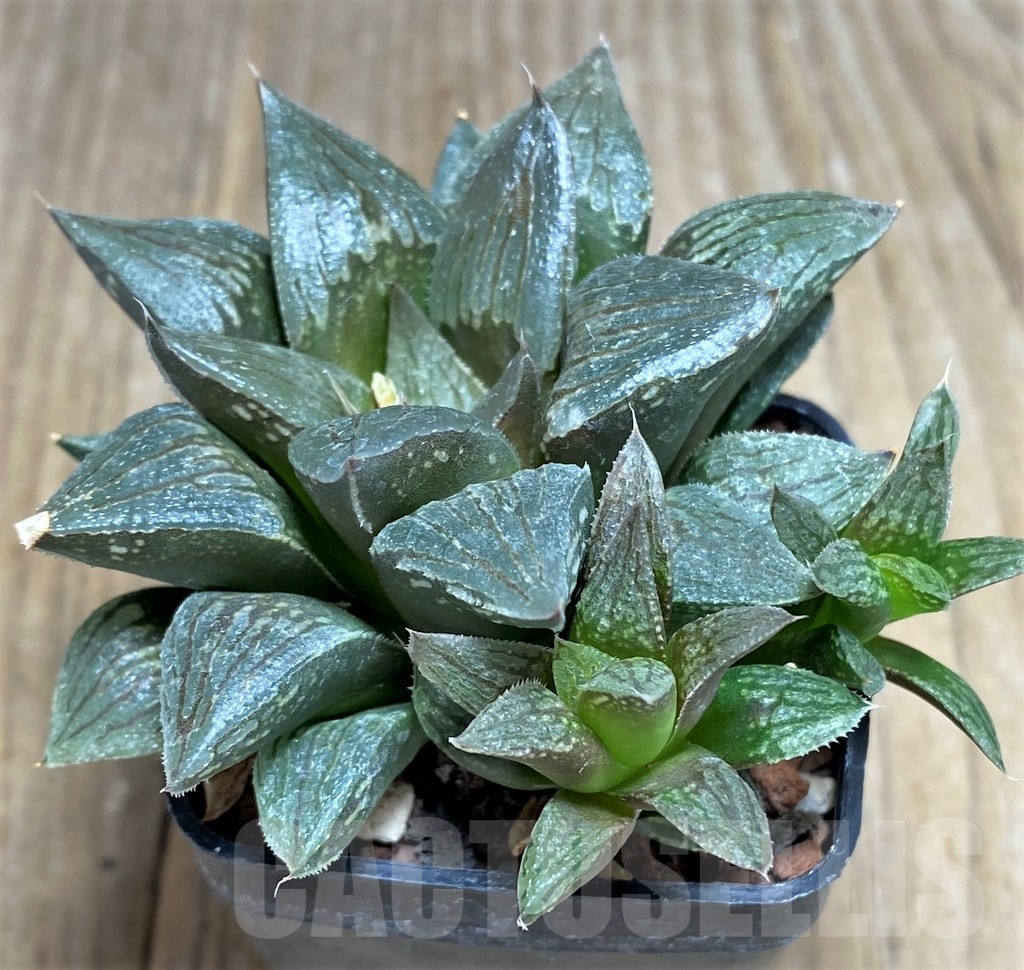 SHPR23323 Haworthia ‘Black Major’ - Image 3