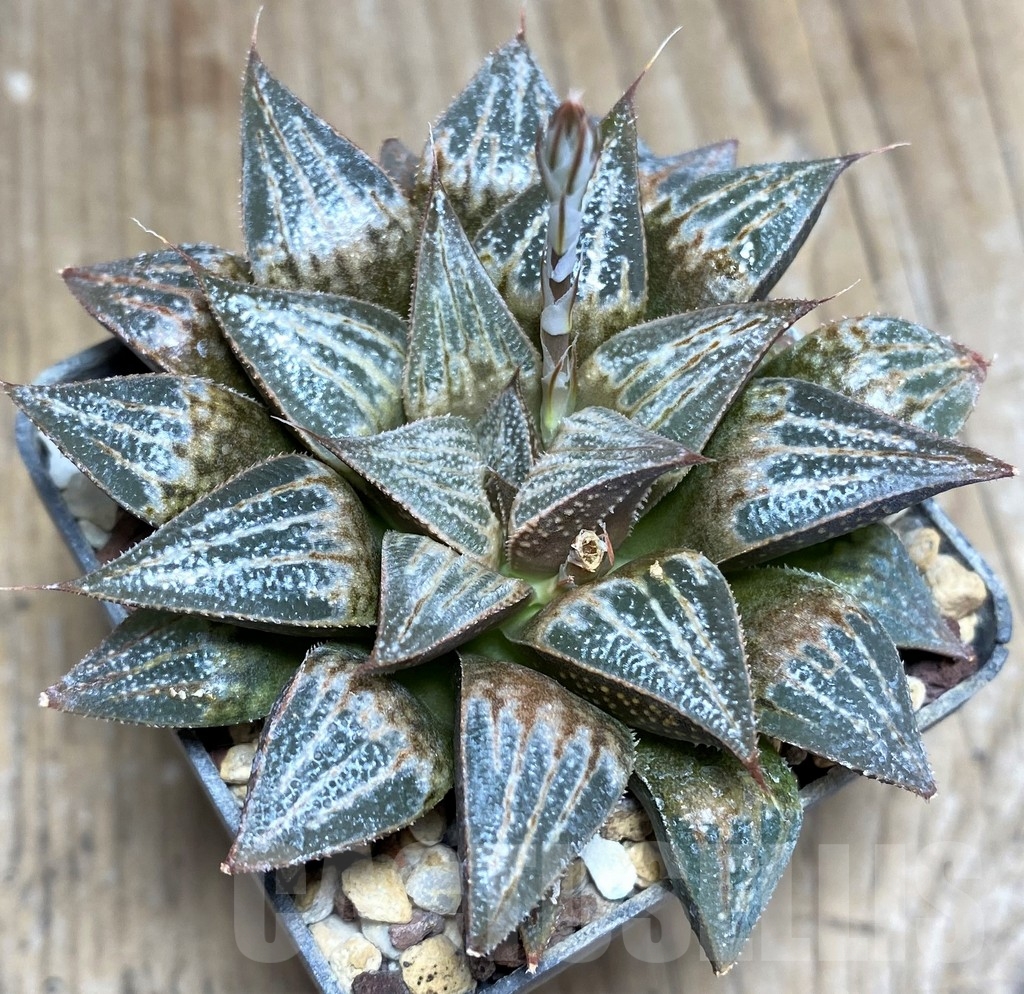 SHPR23326 Haworthia splendens hybrid - Image 2