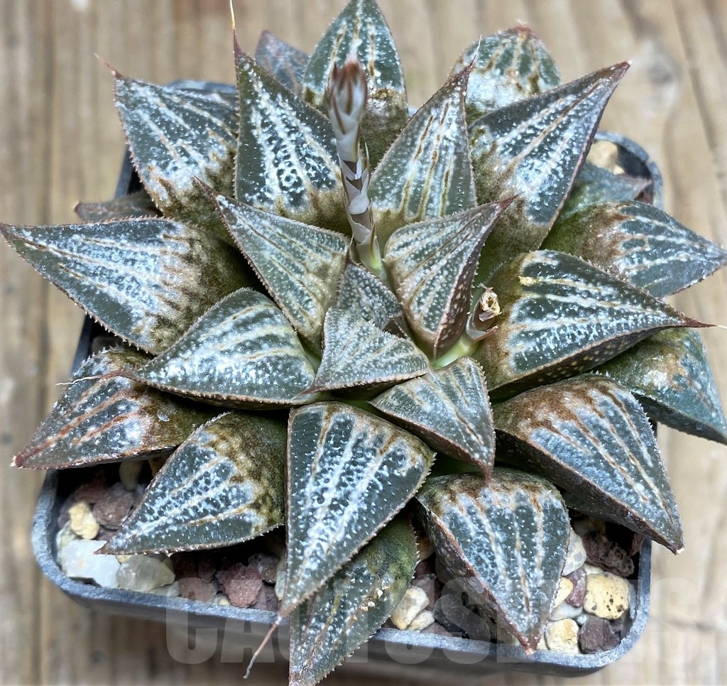 SHPR23326 Haworthia splendens hybrid