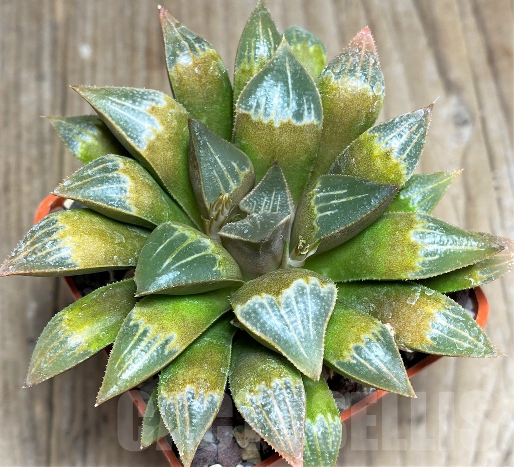 SHPR23327 Haworthia mirabilis mundula hybrid - Image 2