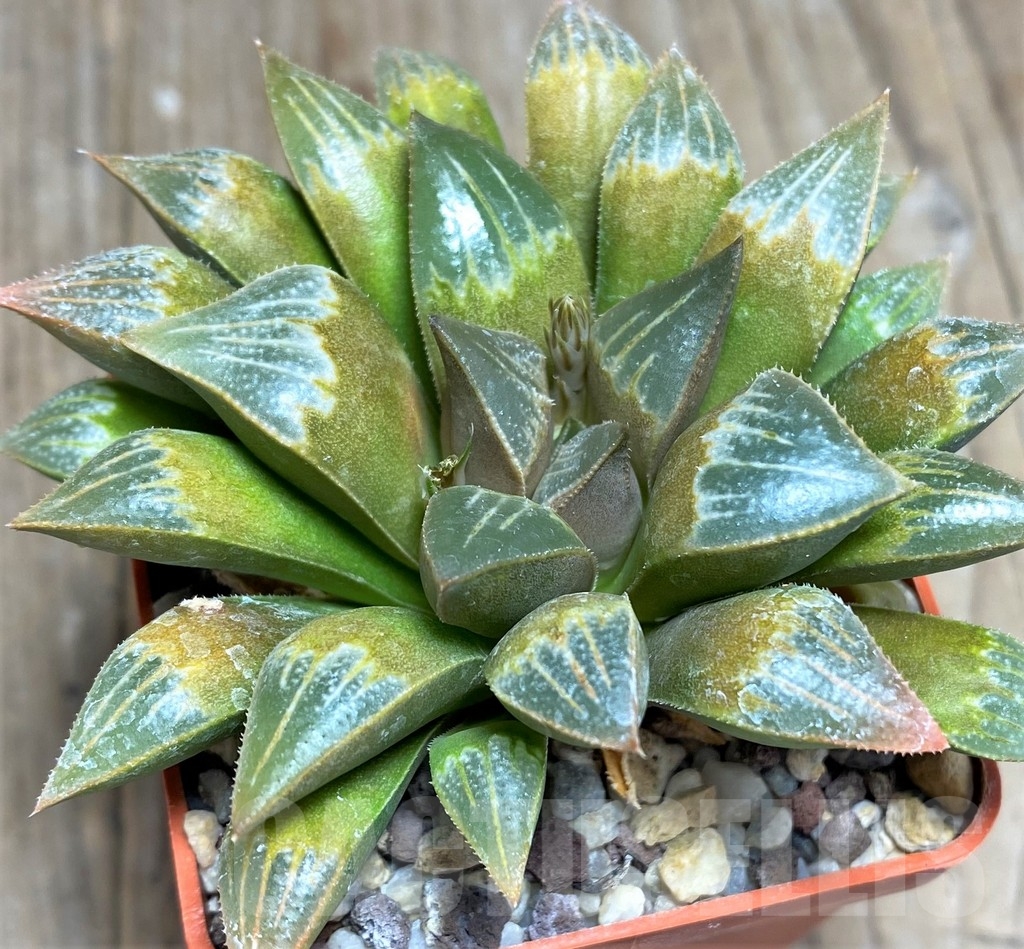 SHPR23327 Haworthia mirabilis mundula hybrid