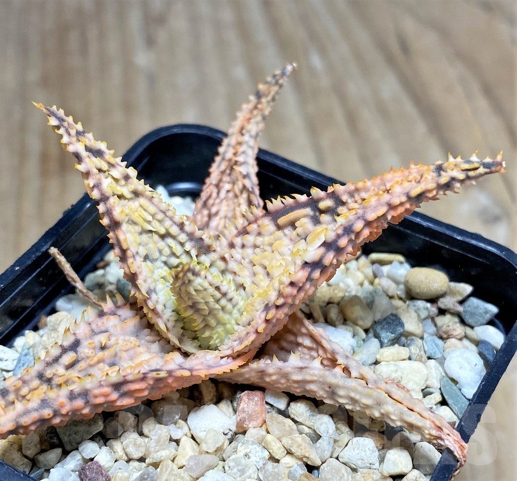 SHPR23370 Aloe TCT hybrid