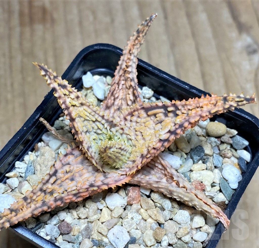 SHPR23370 Aloe TCT hybrid - Image 2