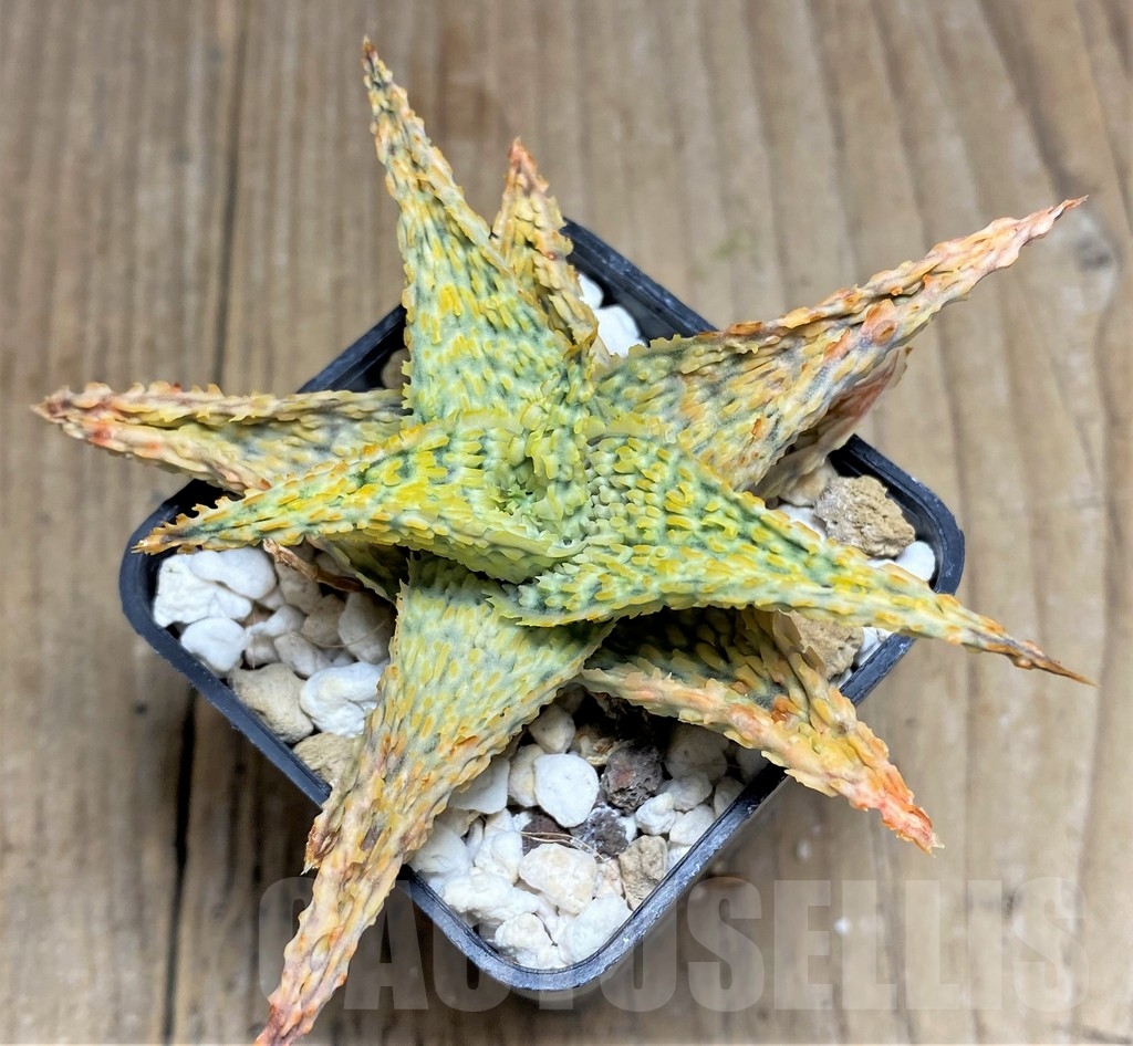 SHPR23371 Aloe TCT hybrid – Image 2