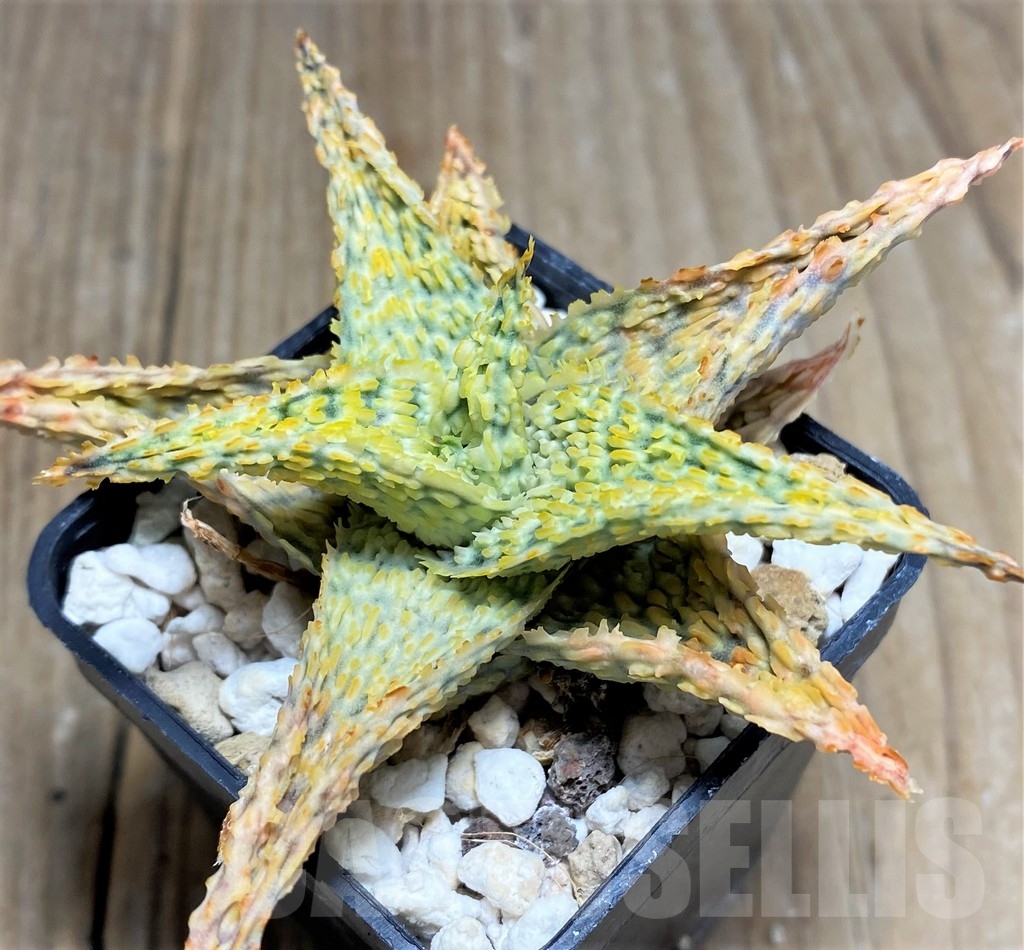 SHPR23371 Aloe TCT hybrid