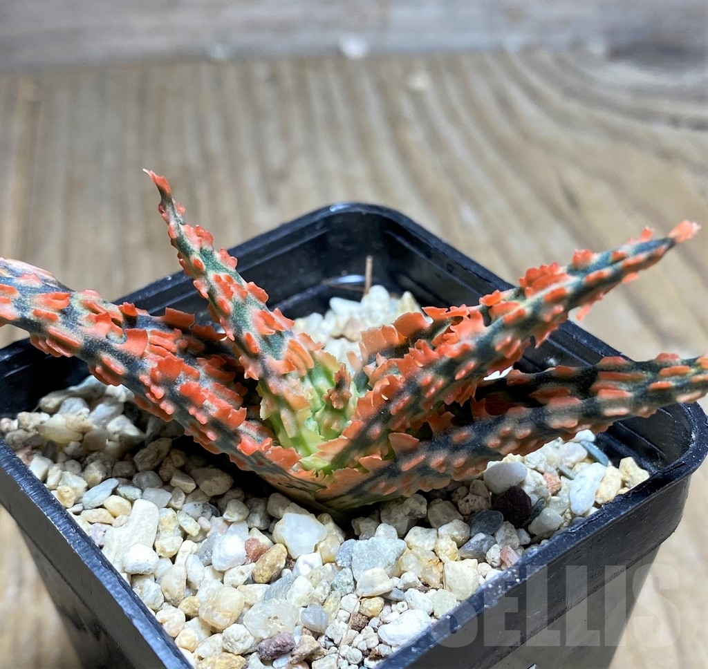 SHPR23372 Aloe TCT hybrid – Image 2