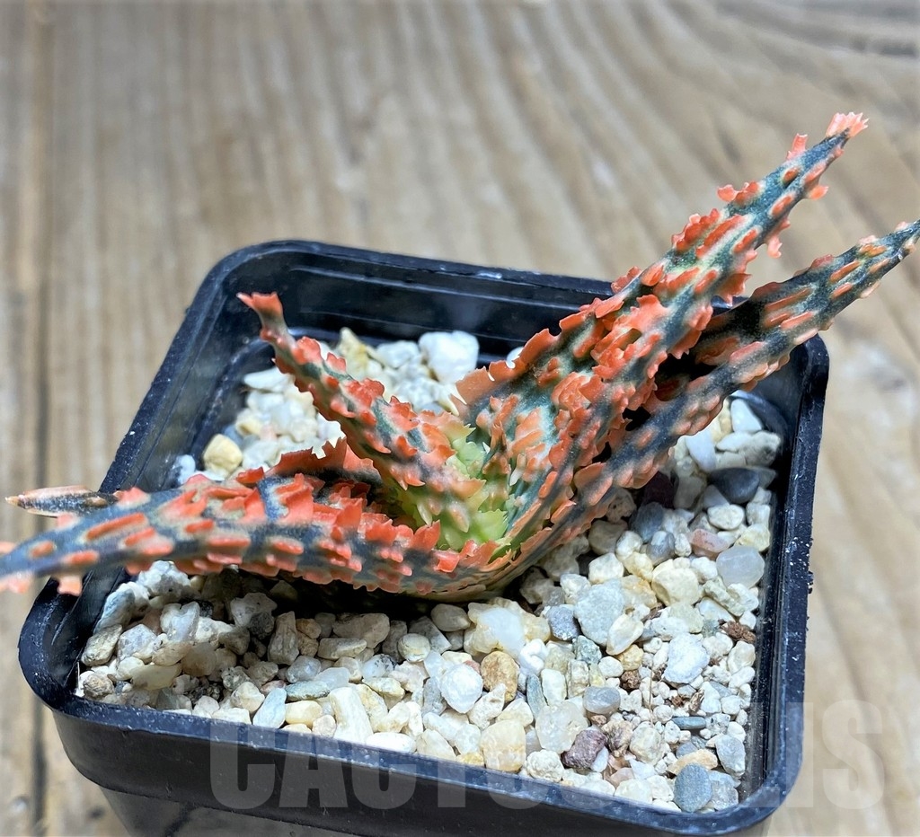 SHPR23372 Aloe TCT hybrid