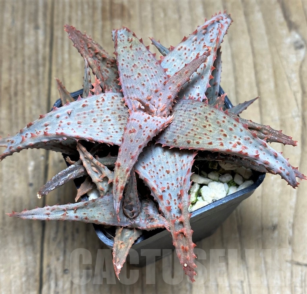 SHPR23373 Aloe castilloniae hybrid - immagine 2