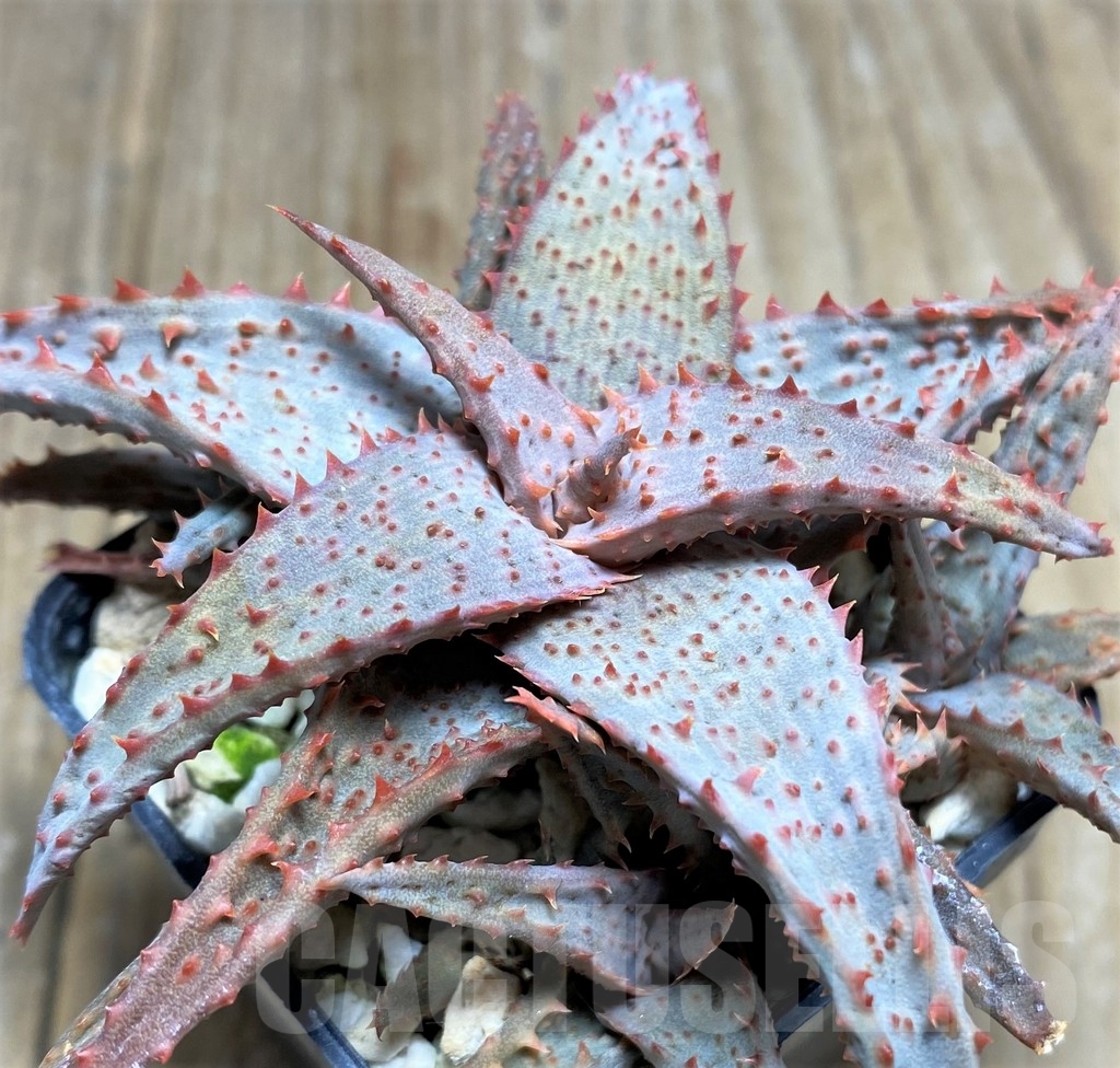 SHPR23373 Aloe castilloniae hybrid