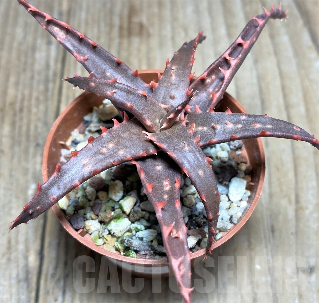 SHPR23374 Aloe bakeri x ‘Christmas Carol’ - immagine 2