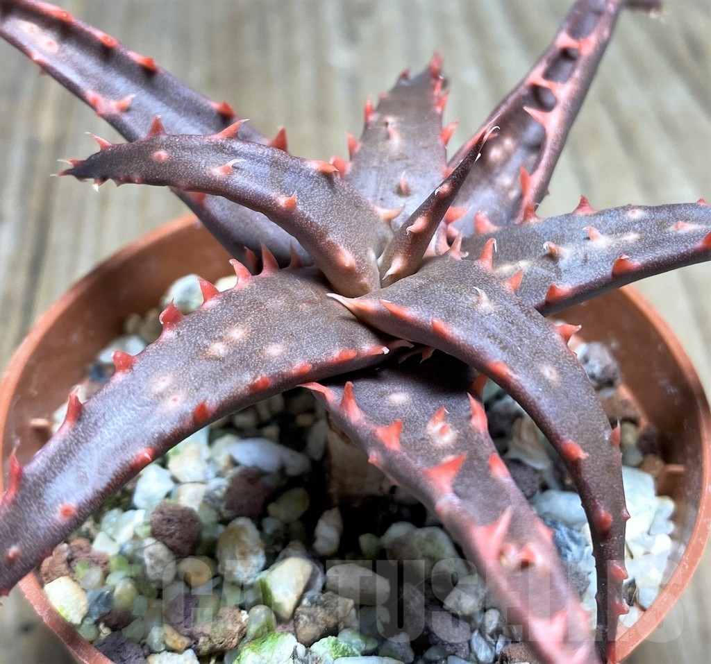 SHPR23374 Aloe bakeri x ‘Christmas Carol’