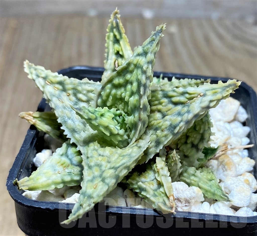 SHPR23376 Aloe hybrid