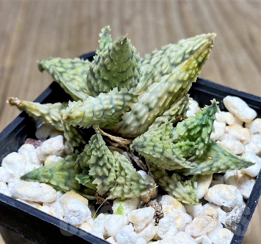 SHPR23376 Aloe hybrid - immagine 2