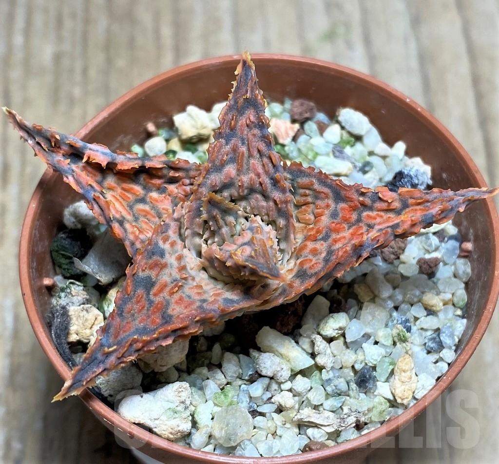 SHPR23380 Aloe hybrid - immagine 2