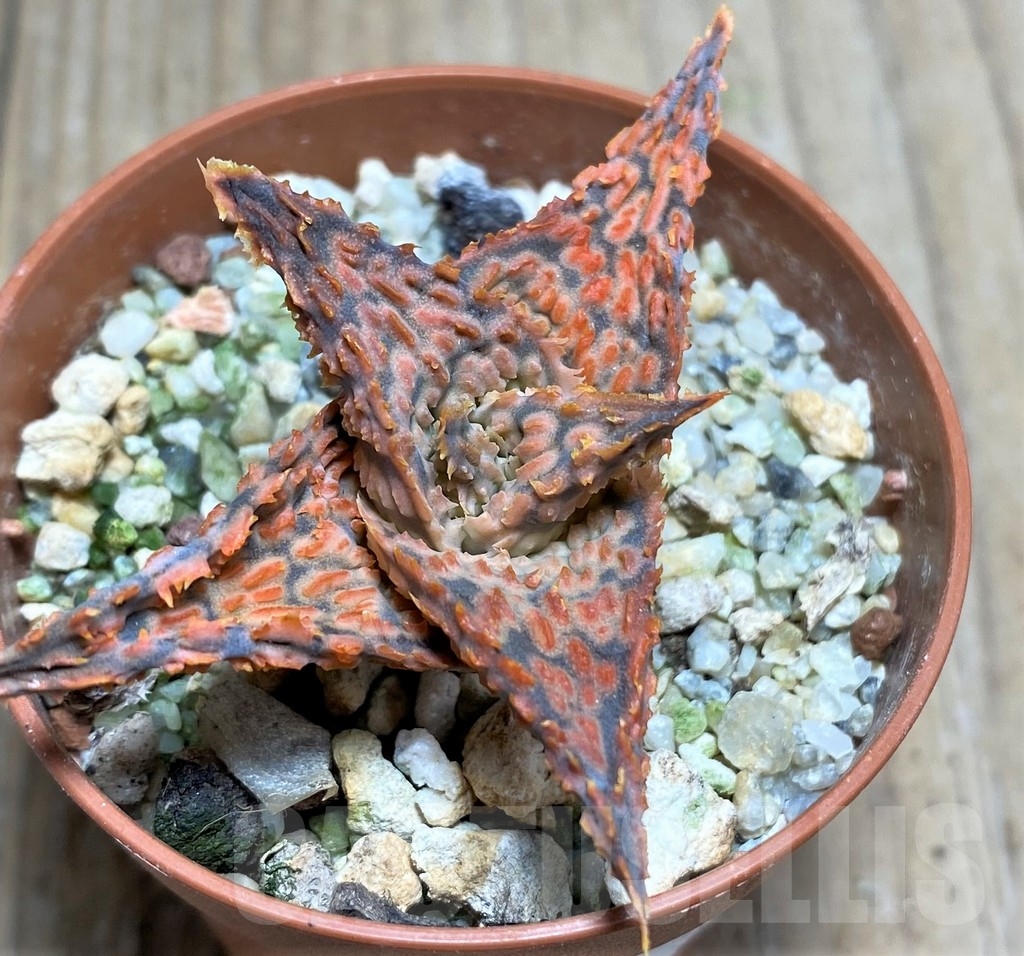 SHPR23380 Aloe hybrid