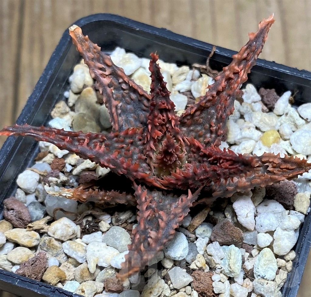 SHPR23382 Aloe hybrid - immagine 2