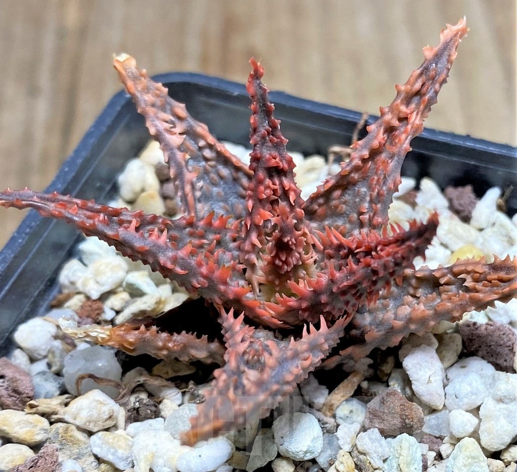 SHPR23382 Aloe hybrid