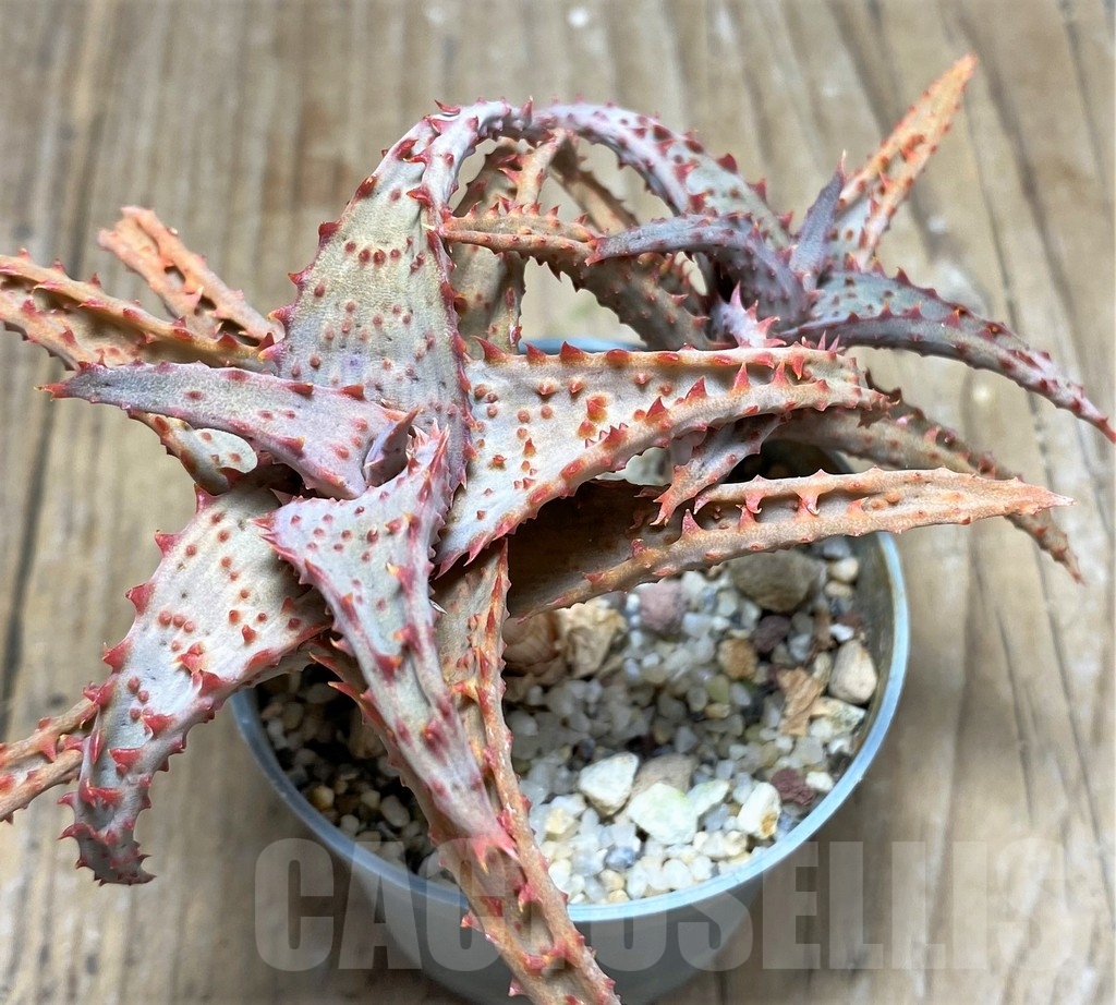 SHPR23384 Aloe castilloniae hybrid - Imagen 2
