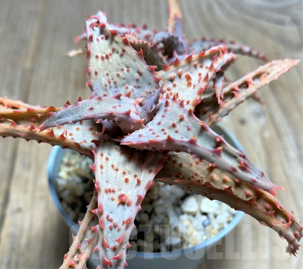 SHPR23384 Aloe castilloniae hybrid