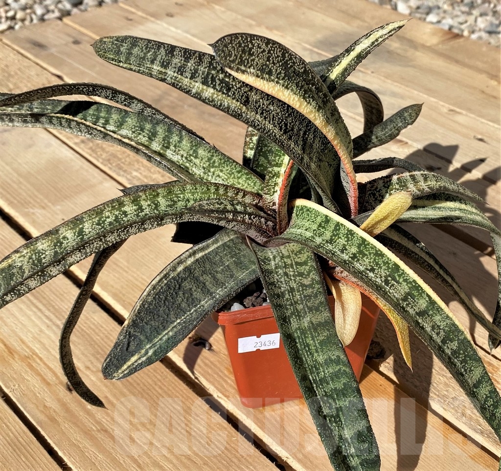 SHPR23436 Gasteria batesiana f. variegata - Image 2