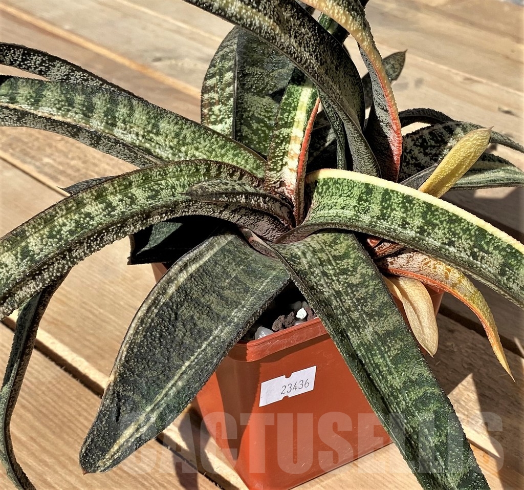 SHPR23436 Gasteria batesiana f. variegata