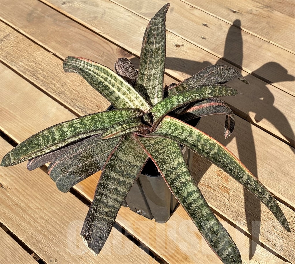 SHPR23438 Gasteria batesiana f. variegata - Image 2