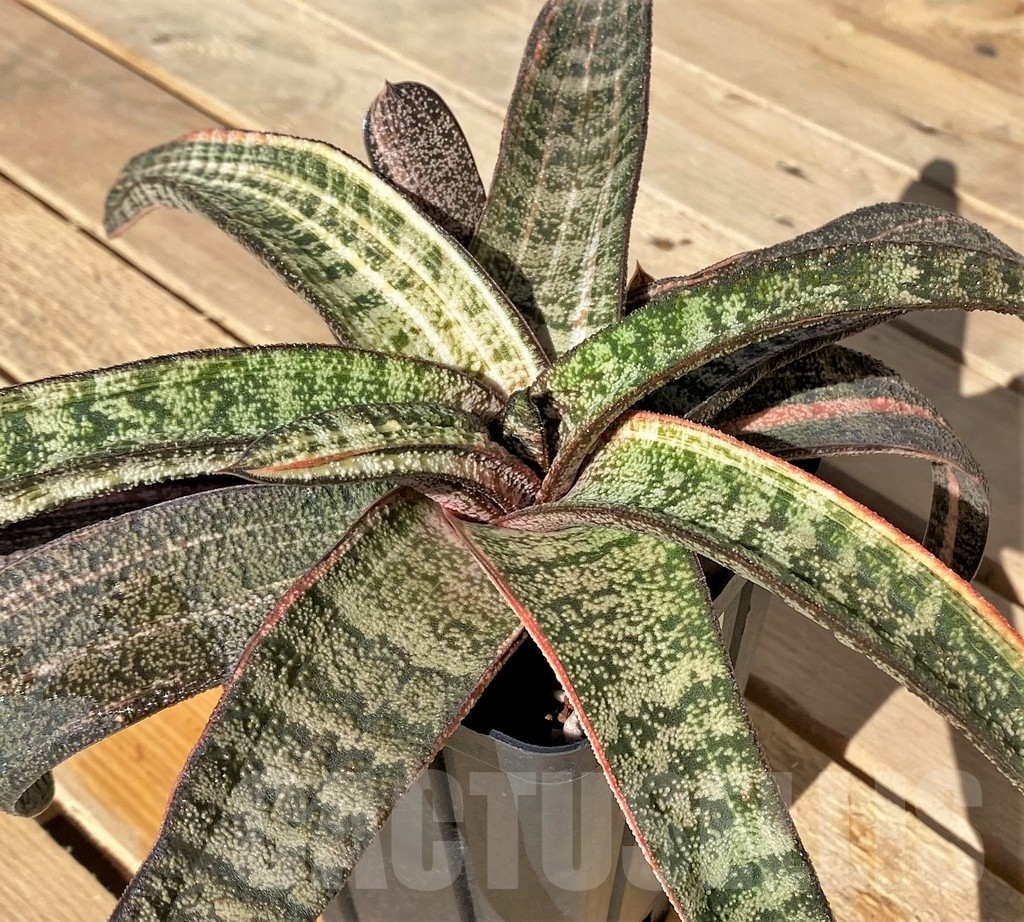 SHPR23438 Gasteria batesiana f. variegata