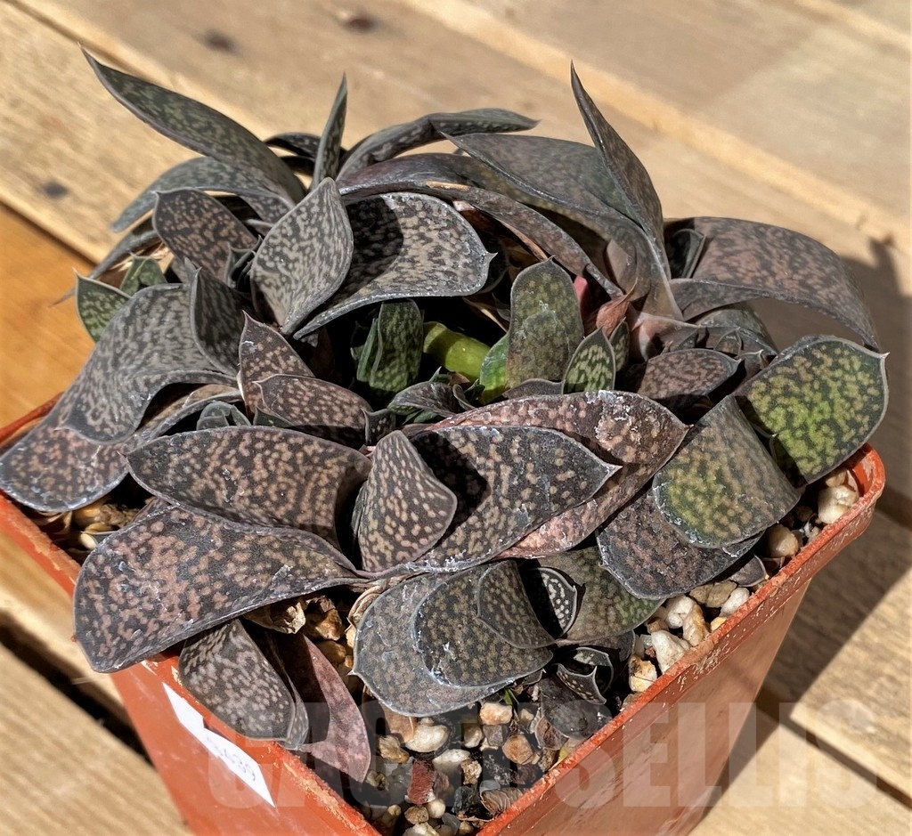 SHPR23439 Gasteria gracilis hybrid