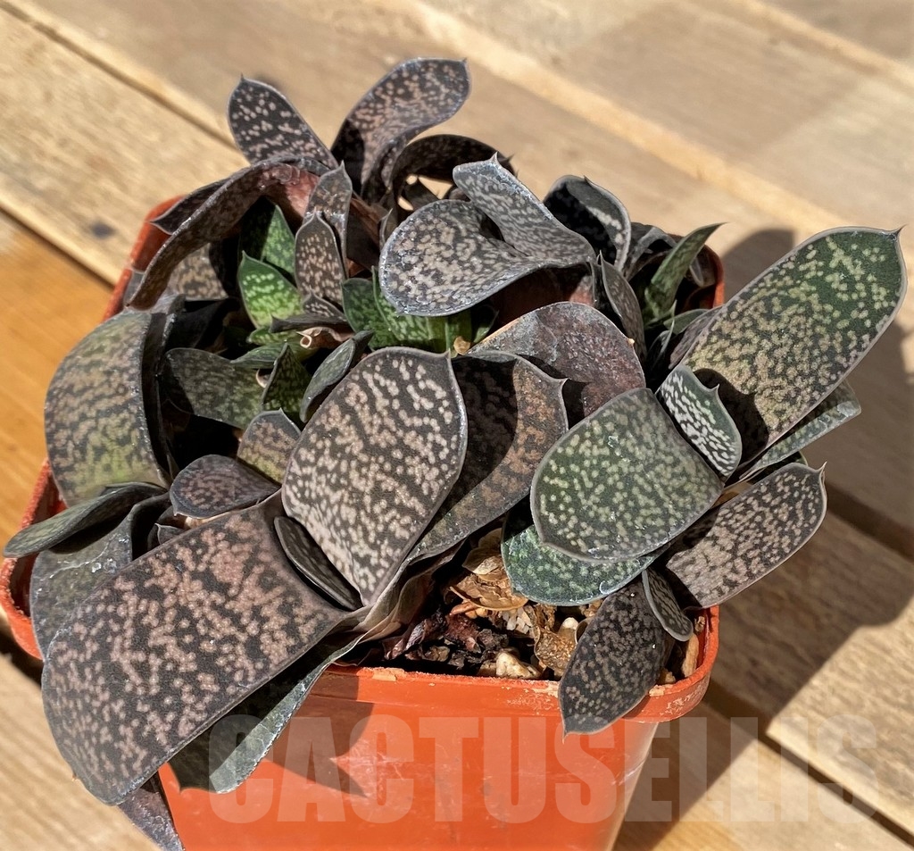 SHPR23439 Gasteria gracilis hybrid - immagine 2