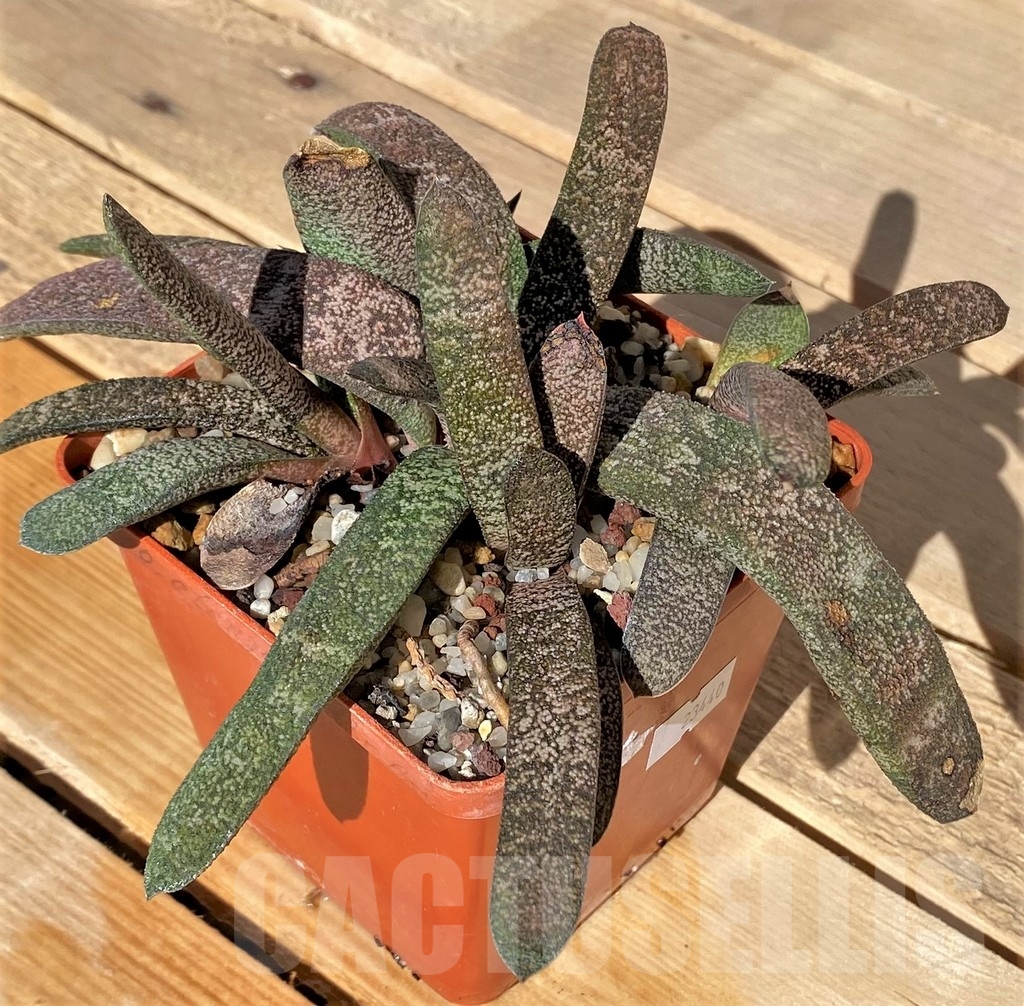 SHPR23440 Gasteria batesiana