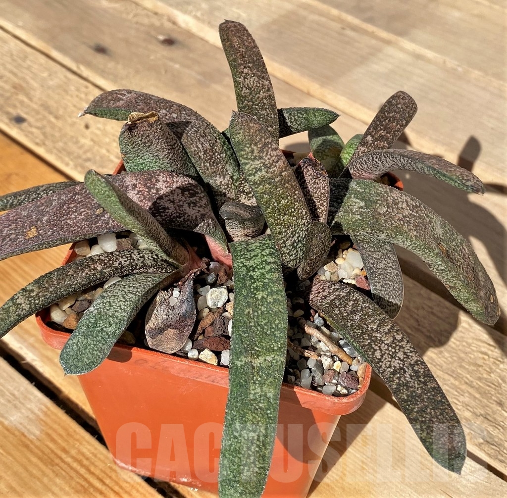 SHPR23440 Gasteria batesiana - immagine 2