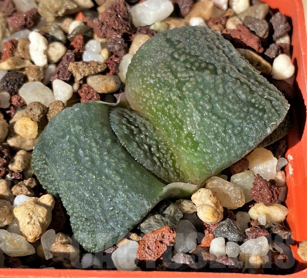 SHPR23441 Gasteria armstrongii -Japan-