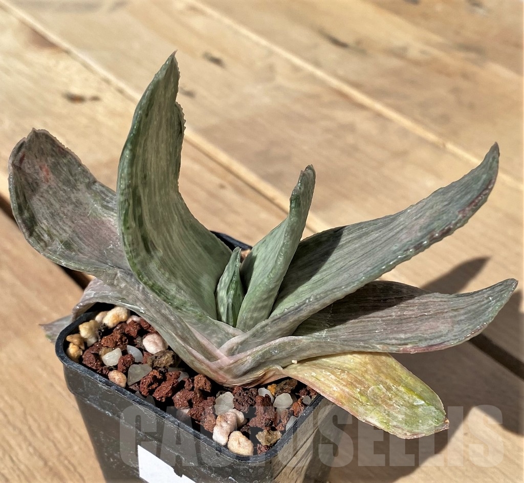 SHPR23442 Gasteria nigricans f. variegata