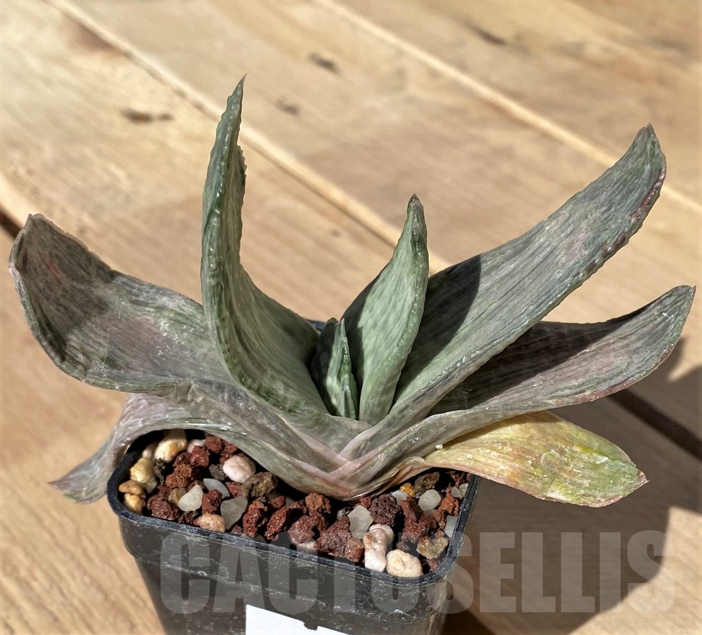 SHPR23442 Gasteria nigricans f. variegata - Зображення 2