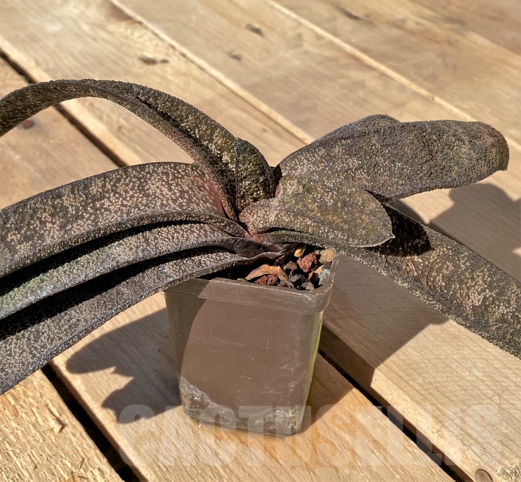 SHPR23443 Gasteria batesiana - Зображення 2