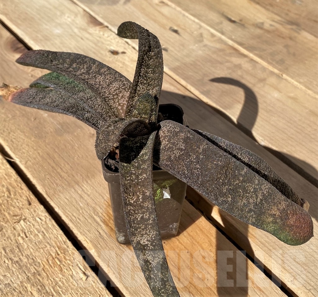 SHPR23443 Gasteria batesiana - Зображення 3