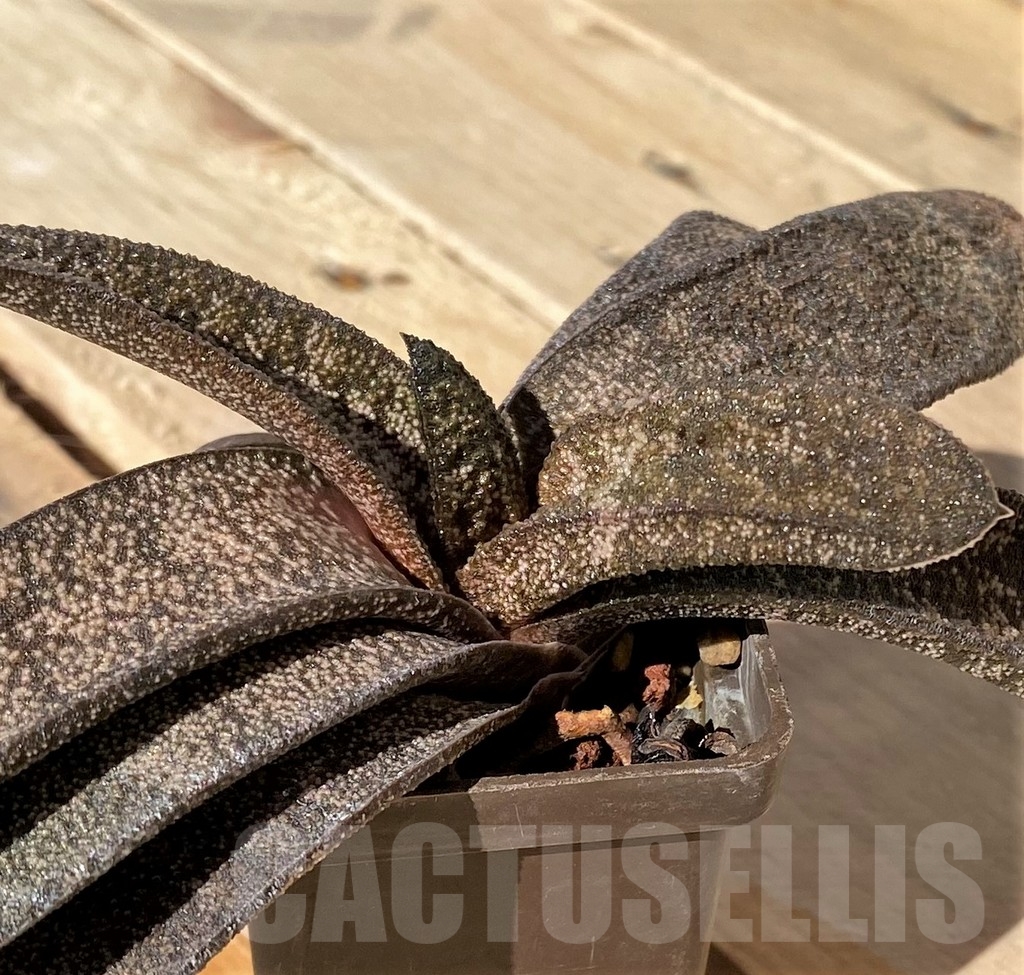 SHPR23443 Gasteria batesiana