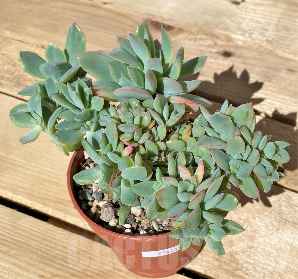 SHPR23444 Echeveria 'Luella' f. cristata