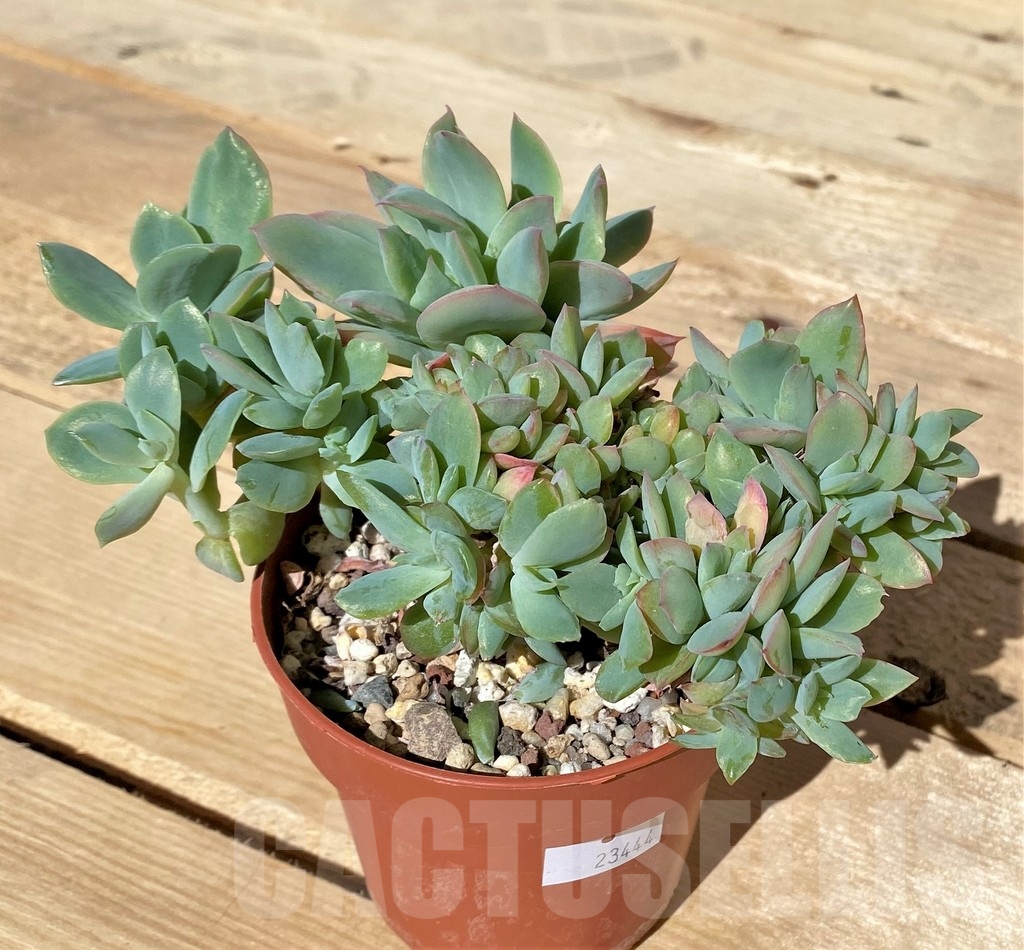 SHPR23444 Echeveria 'Luella' f. cristata - Зображення 2