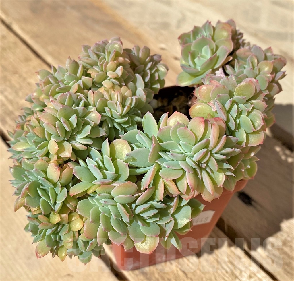 SHPR23448 Echeveria ‘Ramillette’ f. cristata