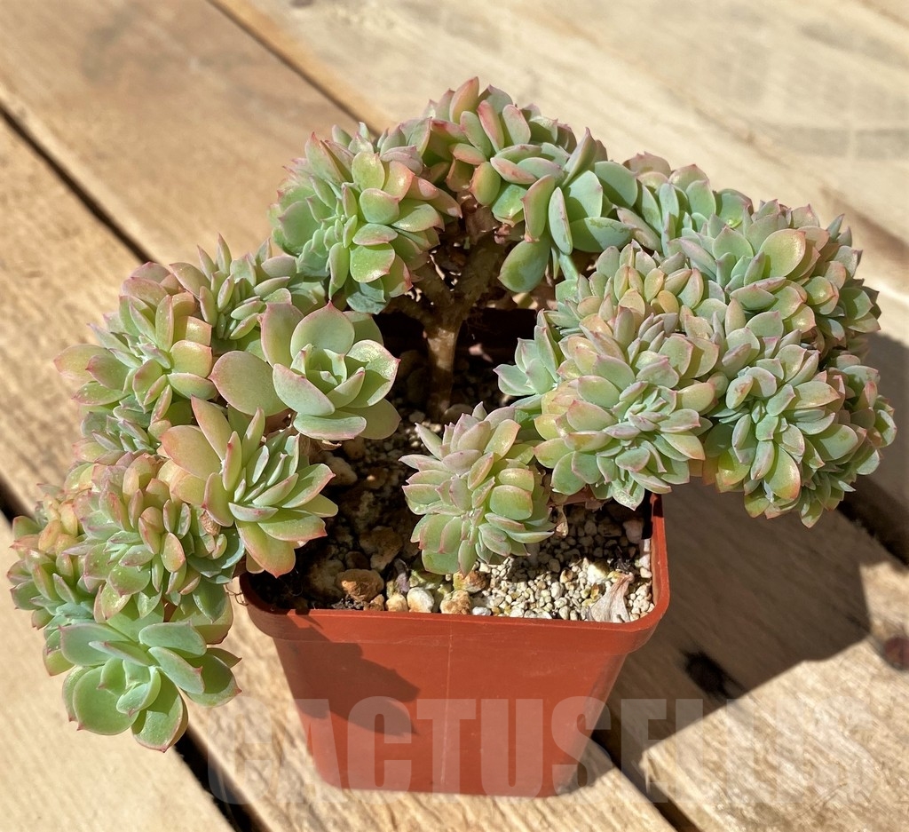 SHPR23448 Echeveria ‘Ramillette’ f. cristata - Image 2